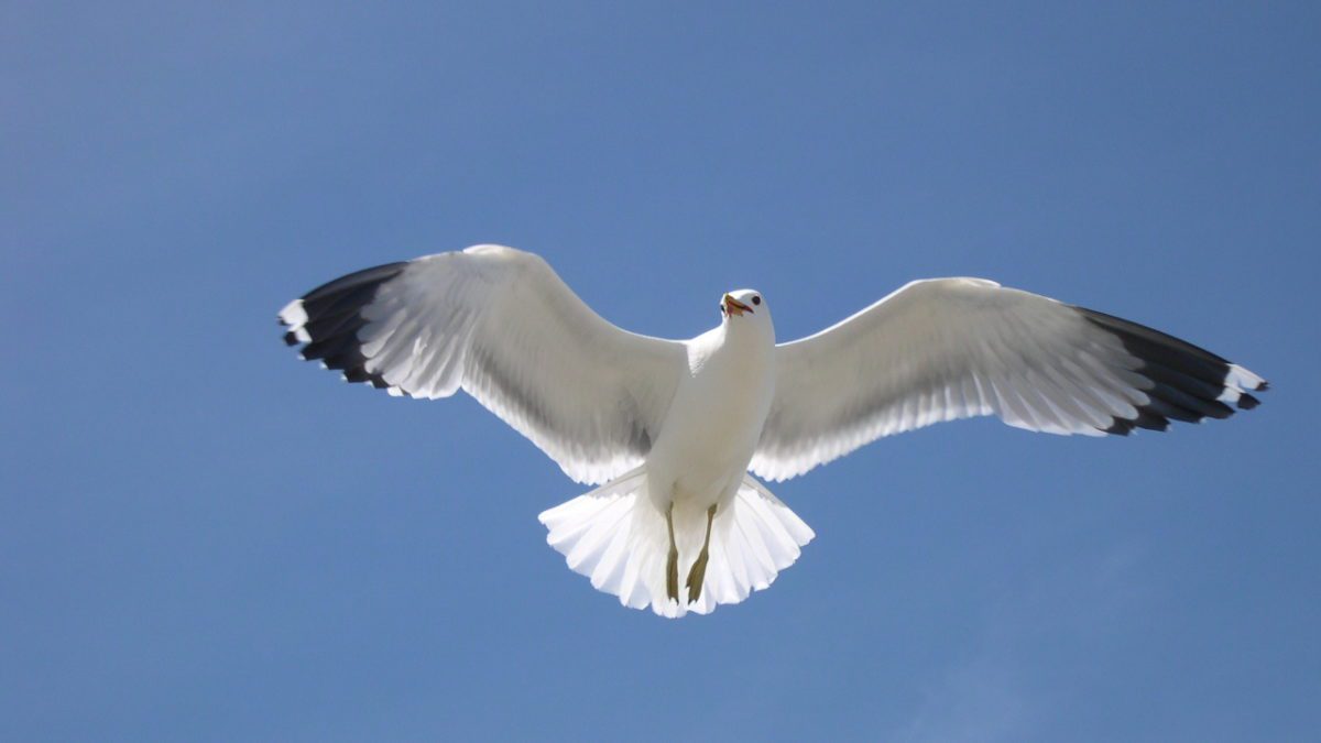 Read on to learn why the California gull is Utah's state bird.