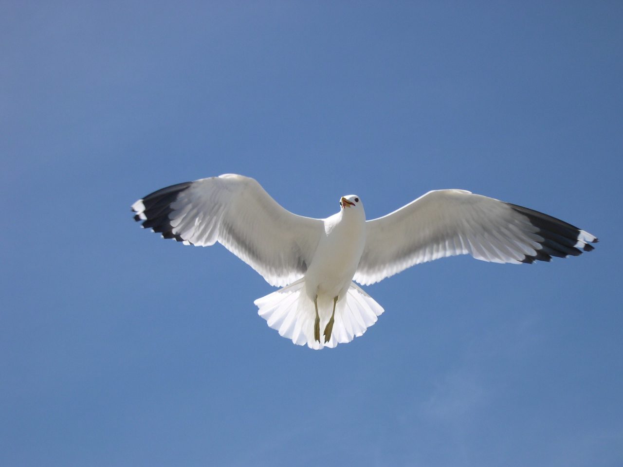 Read on to learn why the California gull is Utah's state bird.