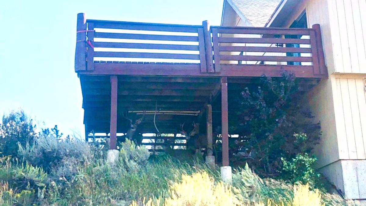 Can you count all five deer resting in the afternoon heat in the shade of this deck?