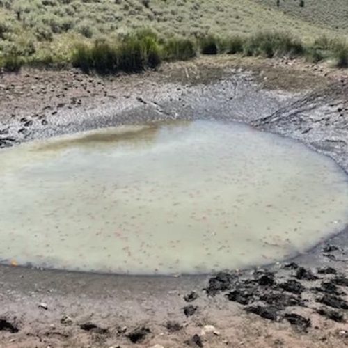 Unwanted pet fish being found in Utah waters, says DWR TownLift, Park