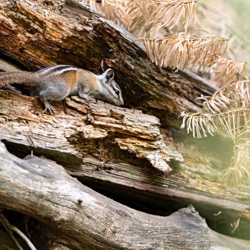 Chipmunk on a Log near Mirror Lake Byway in the Uinta-Wasatch-Cache National Forest