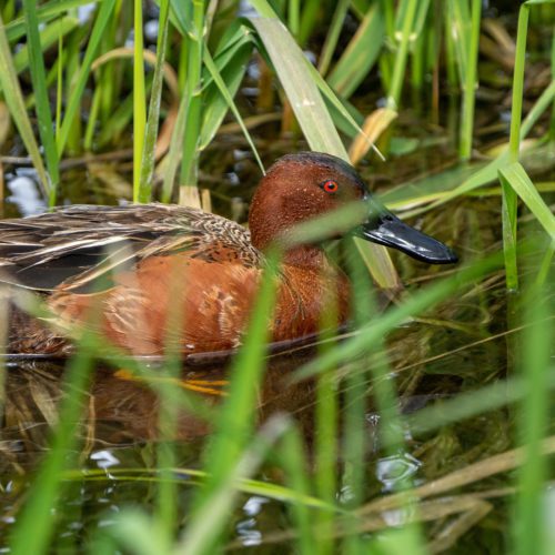 A Cinnamon Teal in the wetlands at Swaner Preserve