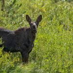 A smiling moose calf at Christmas Meadows.