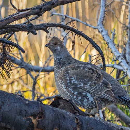 Grouse in Uinta-Wasatch-Cache National Forest