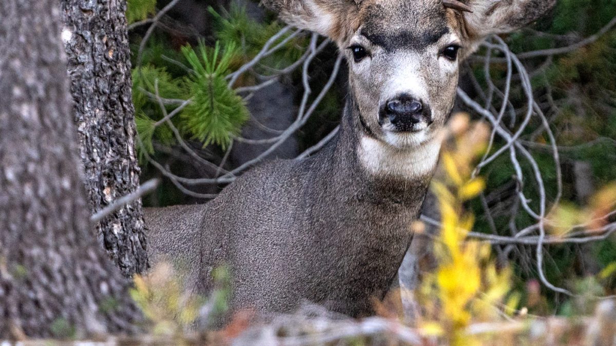 Mule Deer Buck in the Uinta-Cache-Wasatch National Forest
