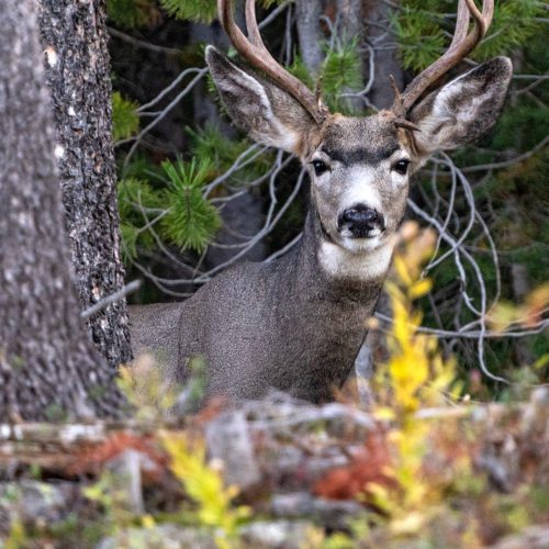 Mule Deer Buck in the Uinta-Cache-Wasatch National Forest