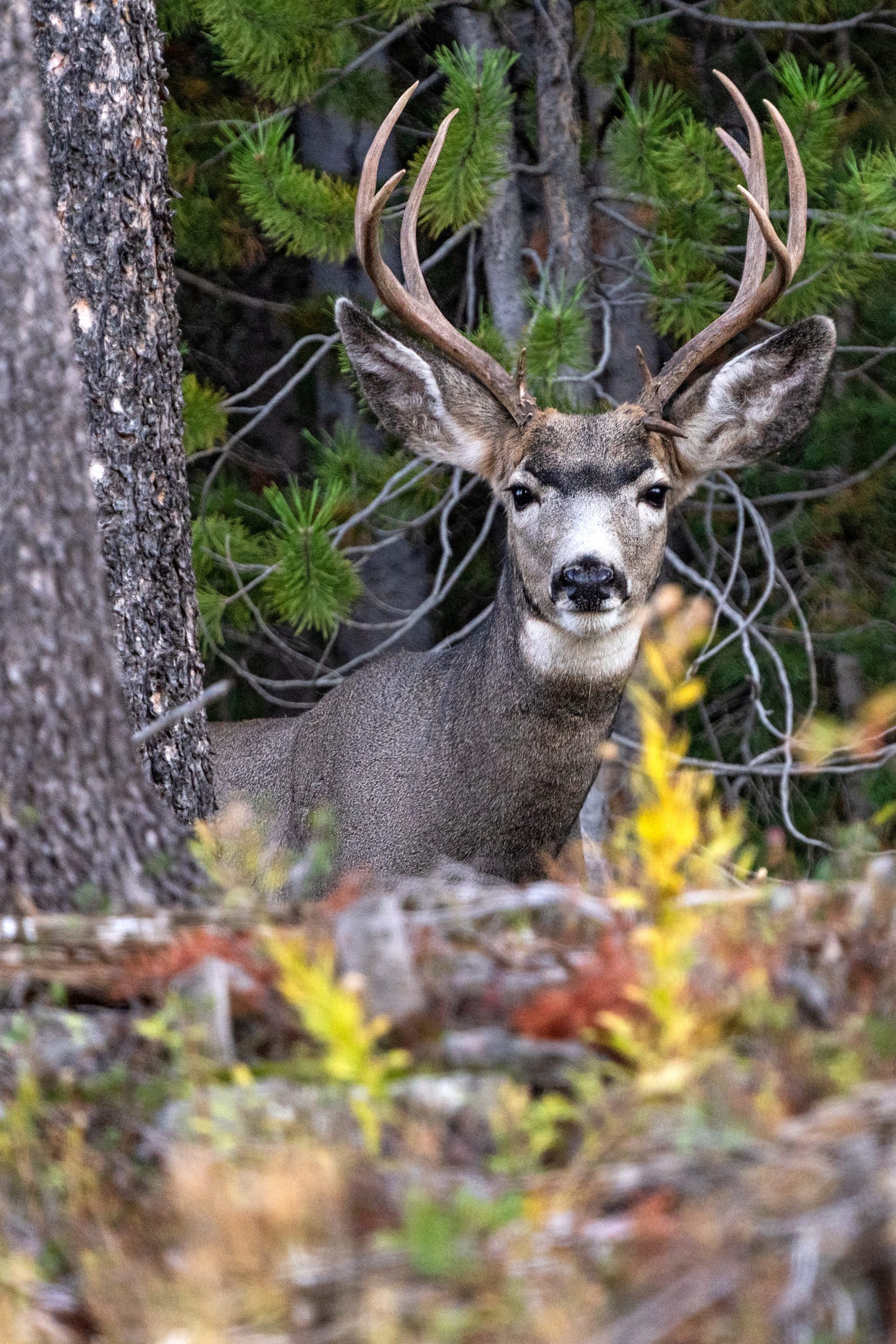 Mule Deer Buck in the Uinta-Cache-Wasatch National Forest