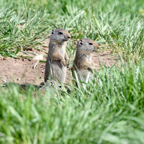 Uinta Ground Squirrels at Swaner Preserve