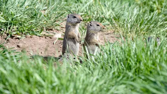 Uinta Ground Squirrels at Swaner Preserve.