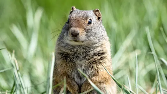 Uinta Ground Squirrel at Swaner Preserve