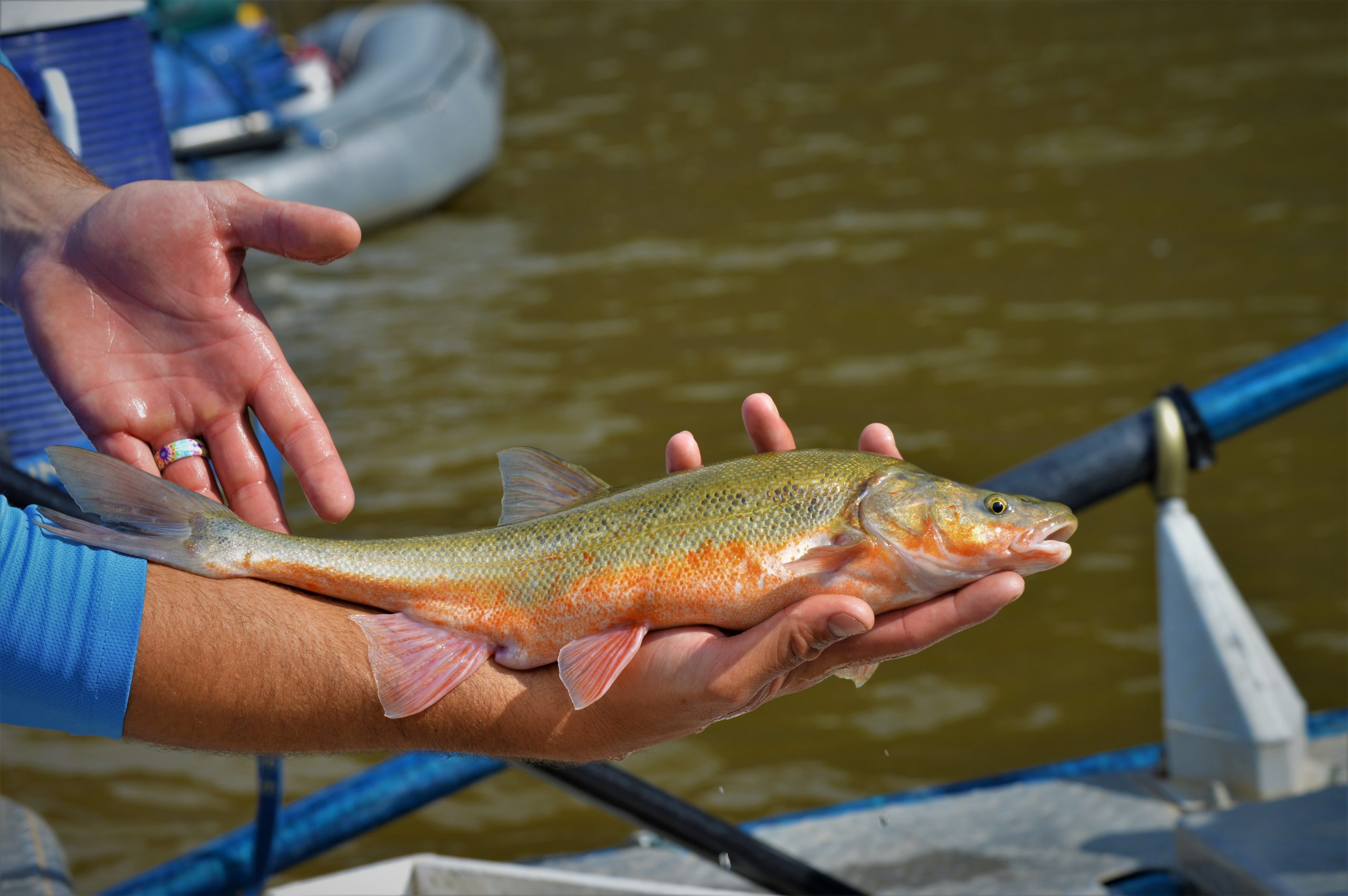 Roundtail Chub