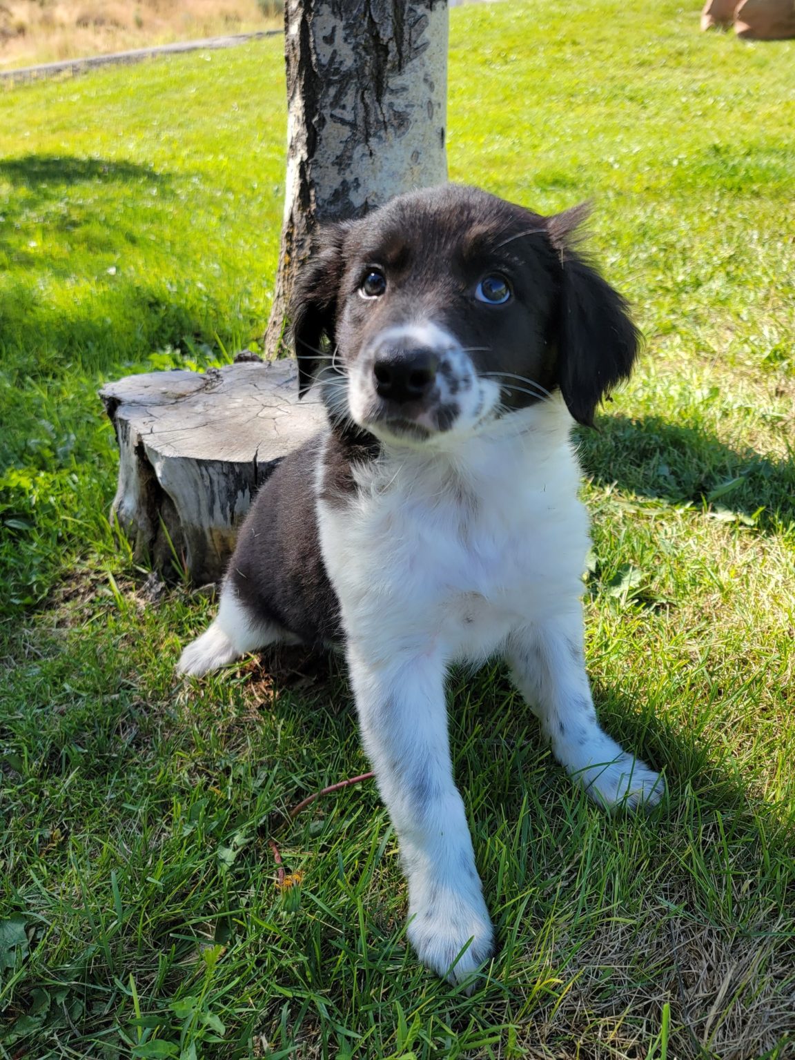 Summit County Animal Shelter kicks off first-ever Adopt-A-Thon ...