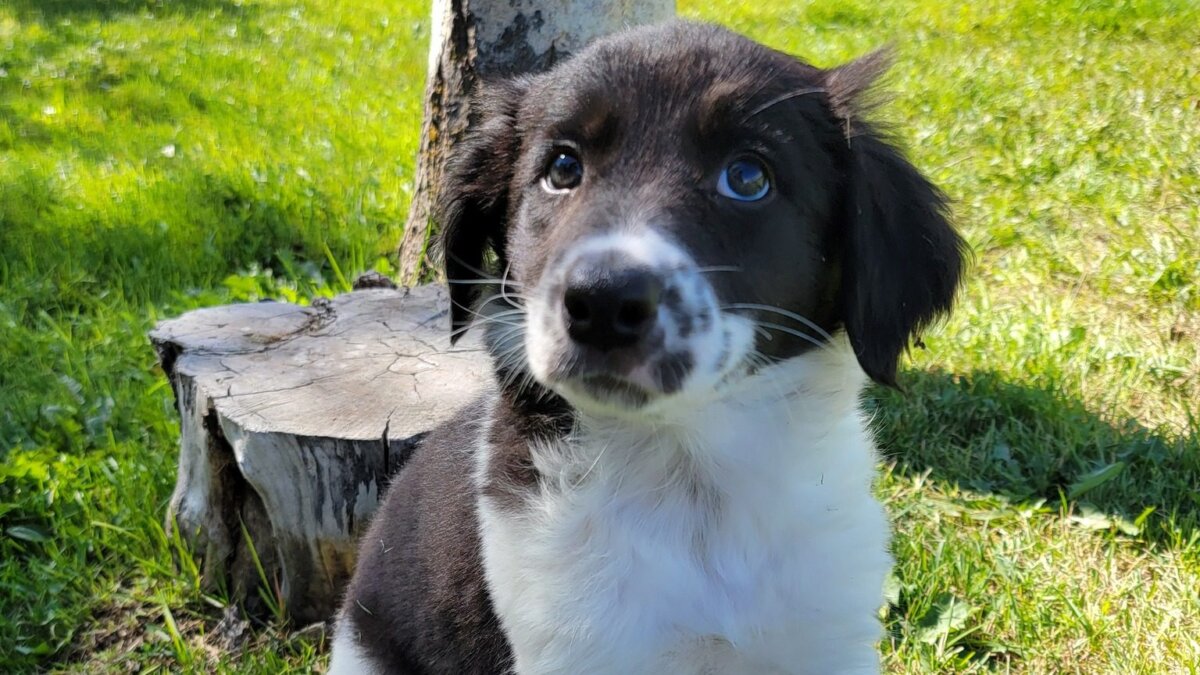 Photo courtesy of Summit County Animal Control.