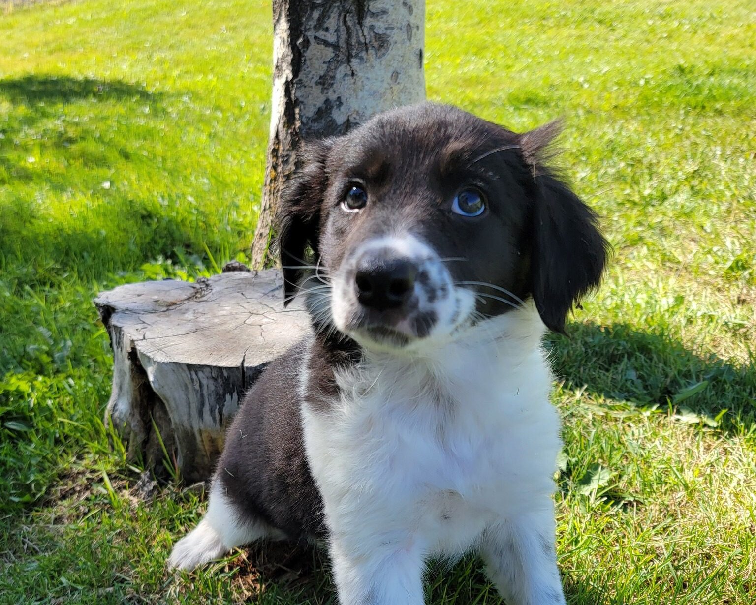 Photo courtesy of Summit County Animal Control.