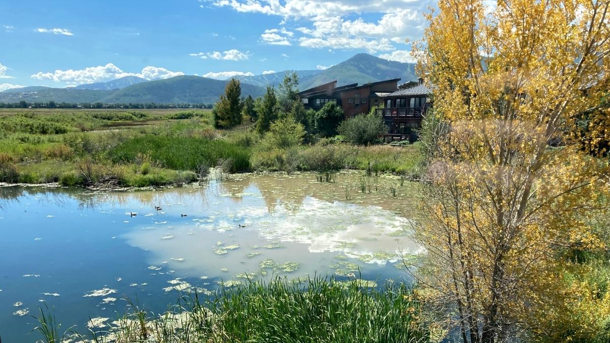 A culinary leak in drainage ponds at Swaner Preserve.