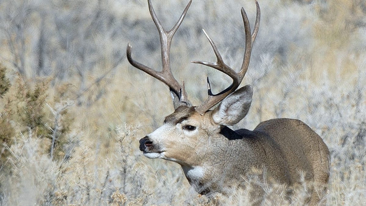 A mule deer buck.