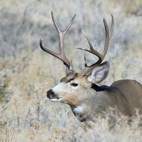 DNR: Important updates to big game hunting regulations - TownLift, Park ...