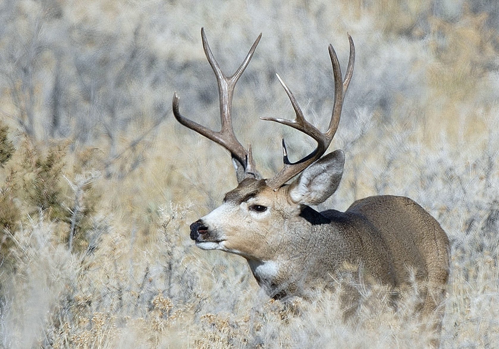 A mule deer buck.