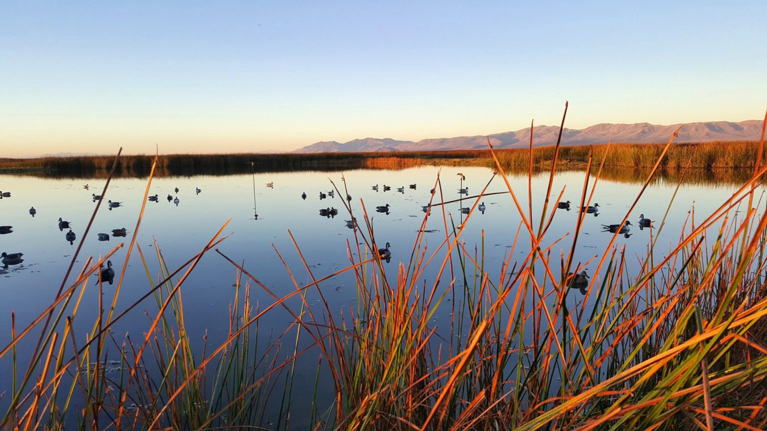 UDWR's waterfowl hunting season preview shows duck population decline
