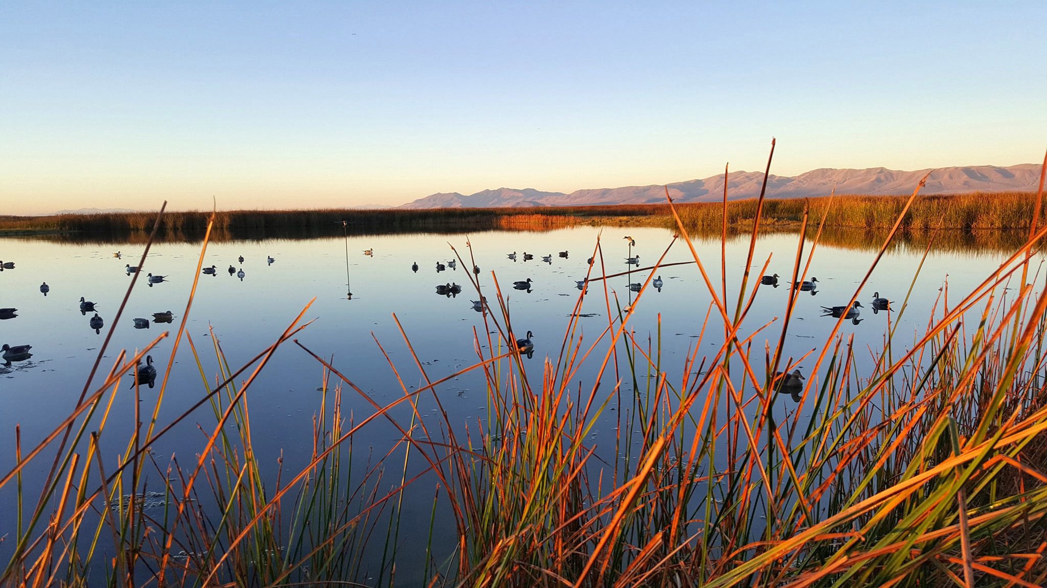 Hunters waiting for birds to fly over with their decoys in the water
