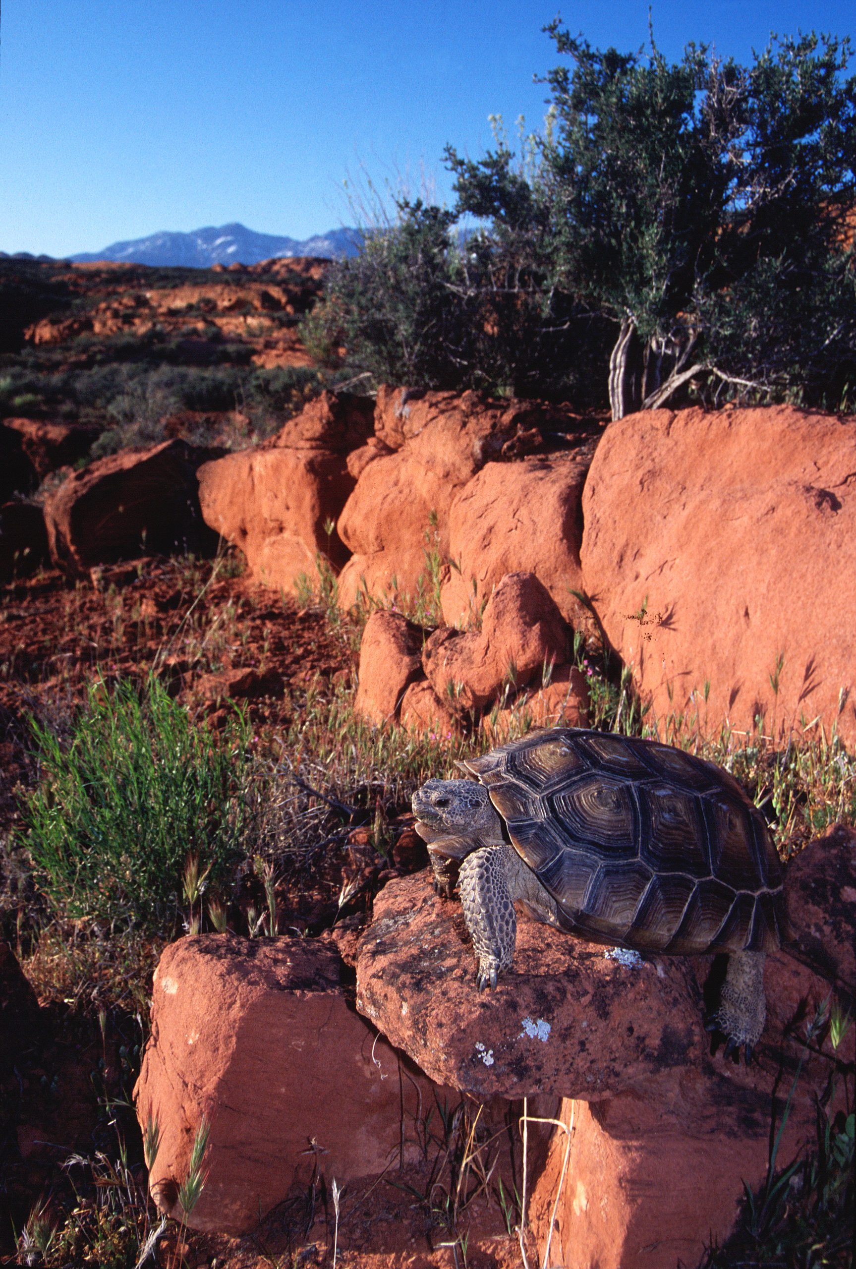 DWR seeking Utahns to adopt desert tortoises illegally removed from the ...