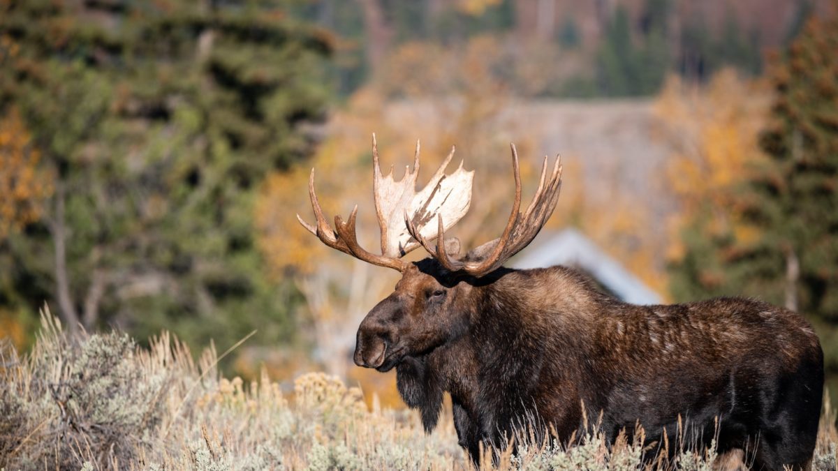 Moose on the move around the Western States.