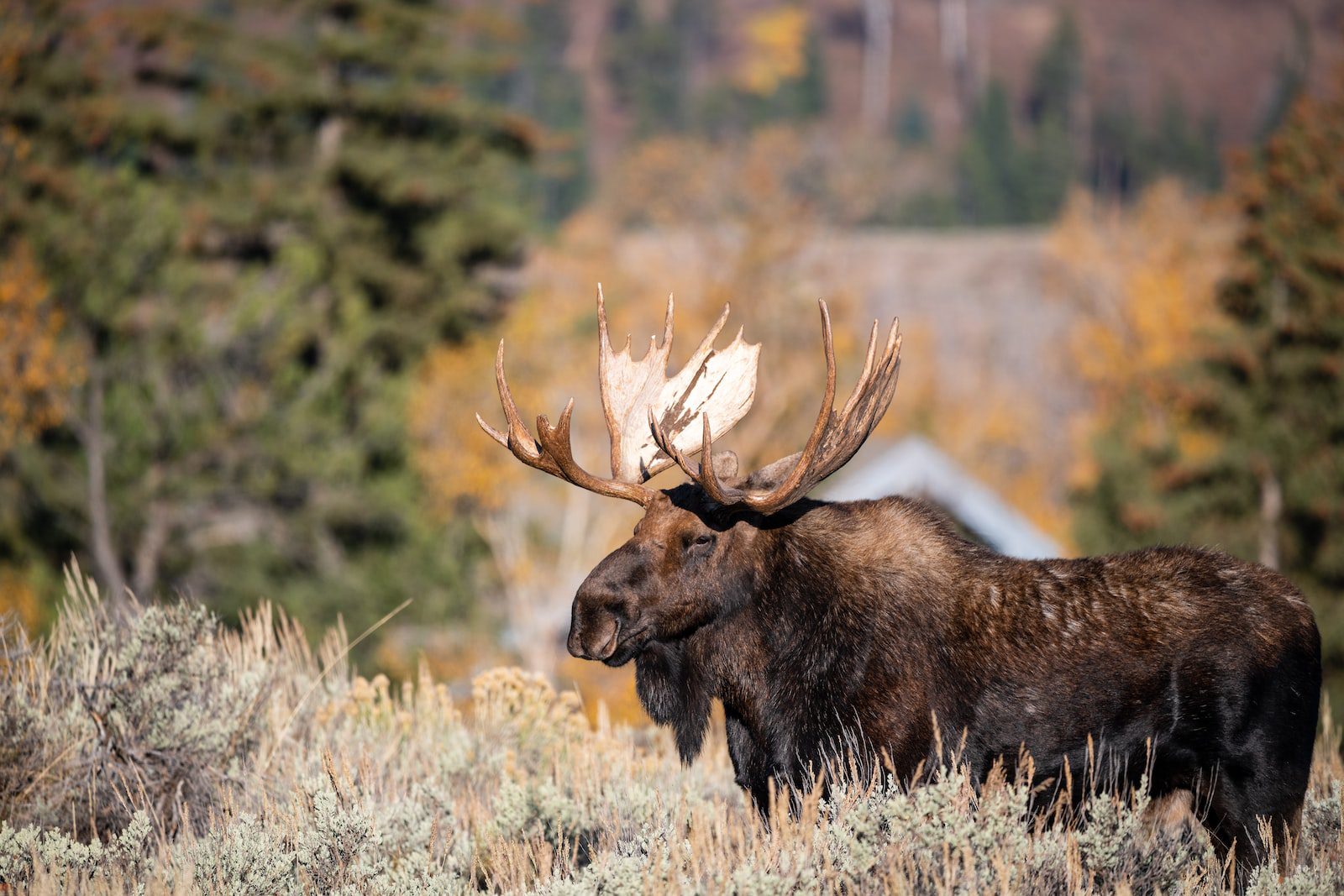 Moose on the move around the Western States.