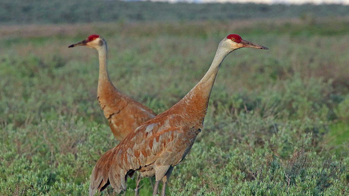 You can see sandhill cranes, and learn more about them, at the free viewing events on October 1.