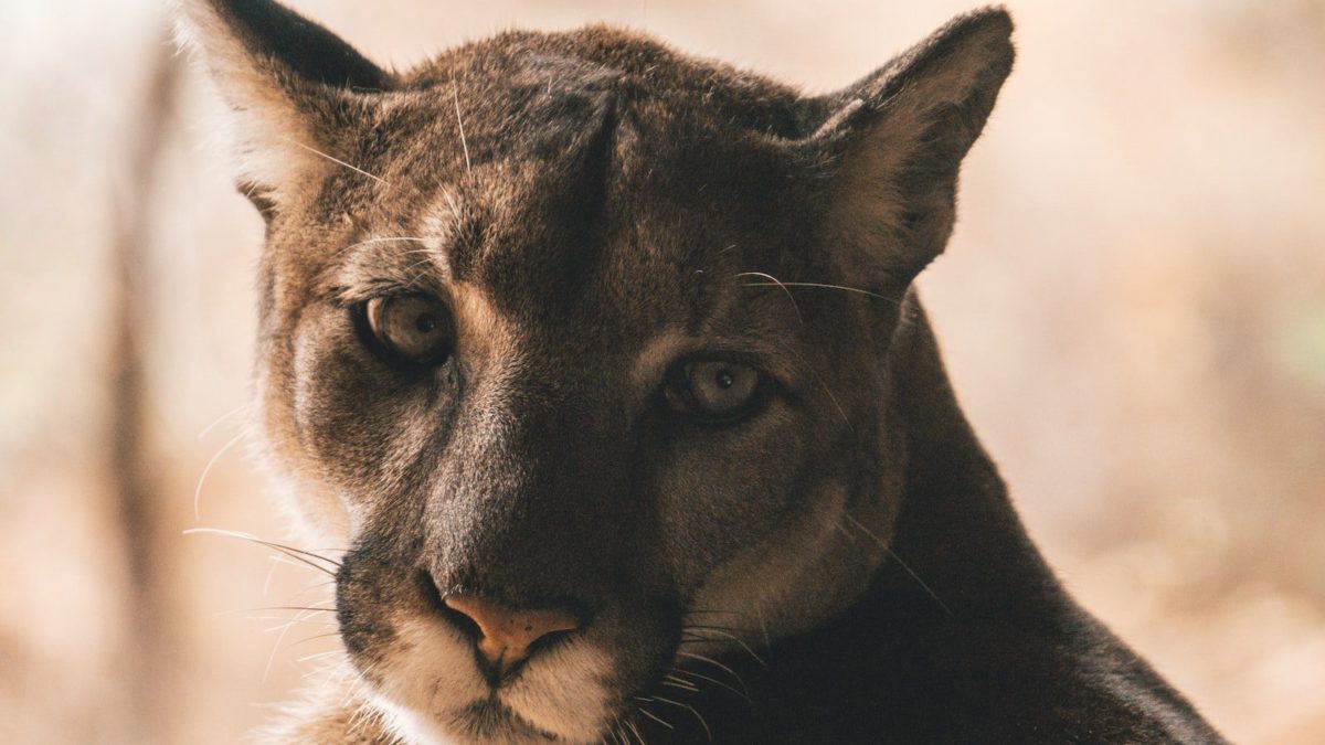 Wildlife officials later found the mountain lion they believe was the one in the attack and euthanized the animal.