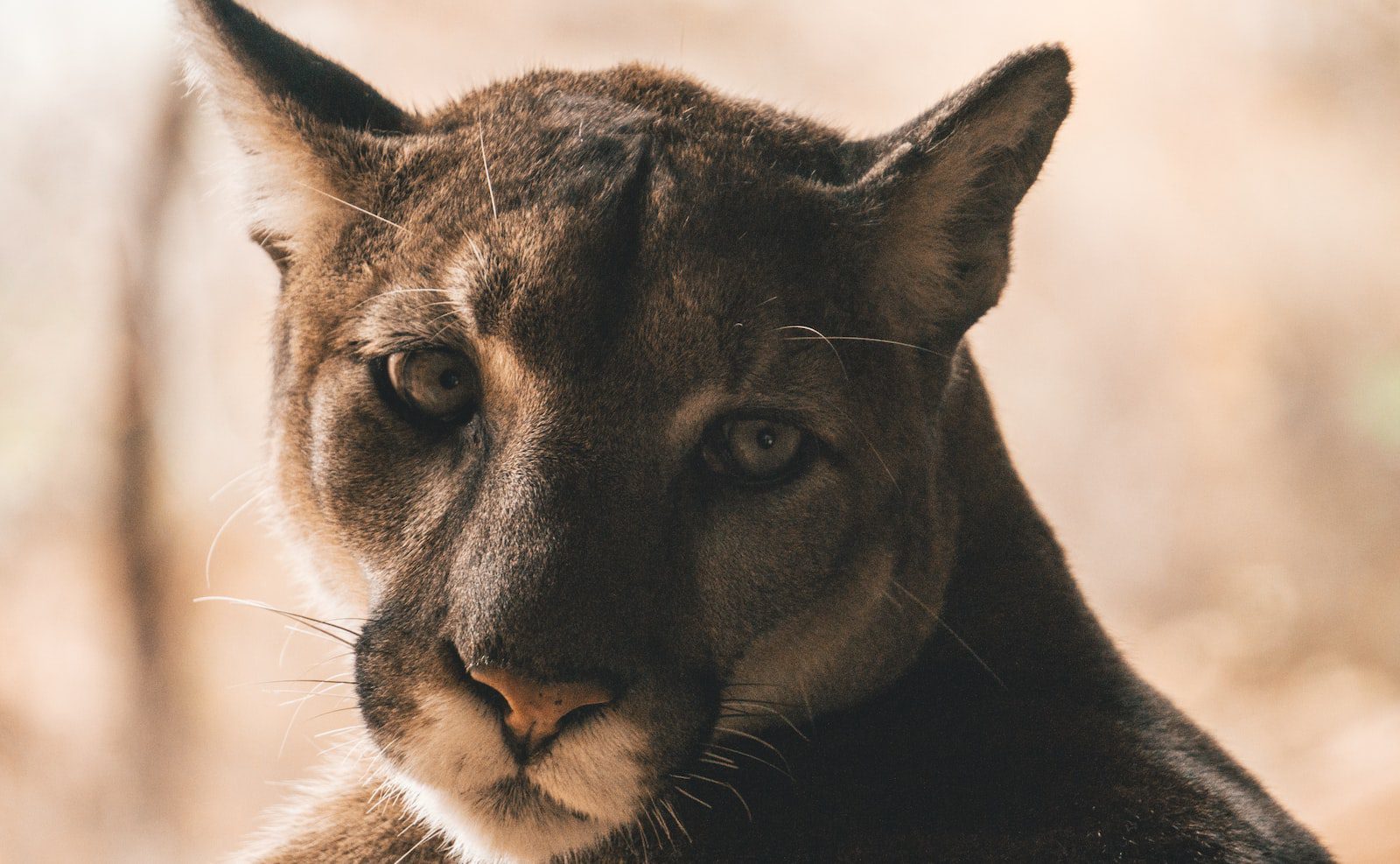 Wildlife officials later found the mountain lion they believe was the one in the attack and euthanized the animal.