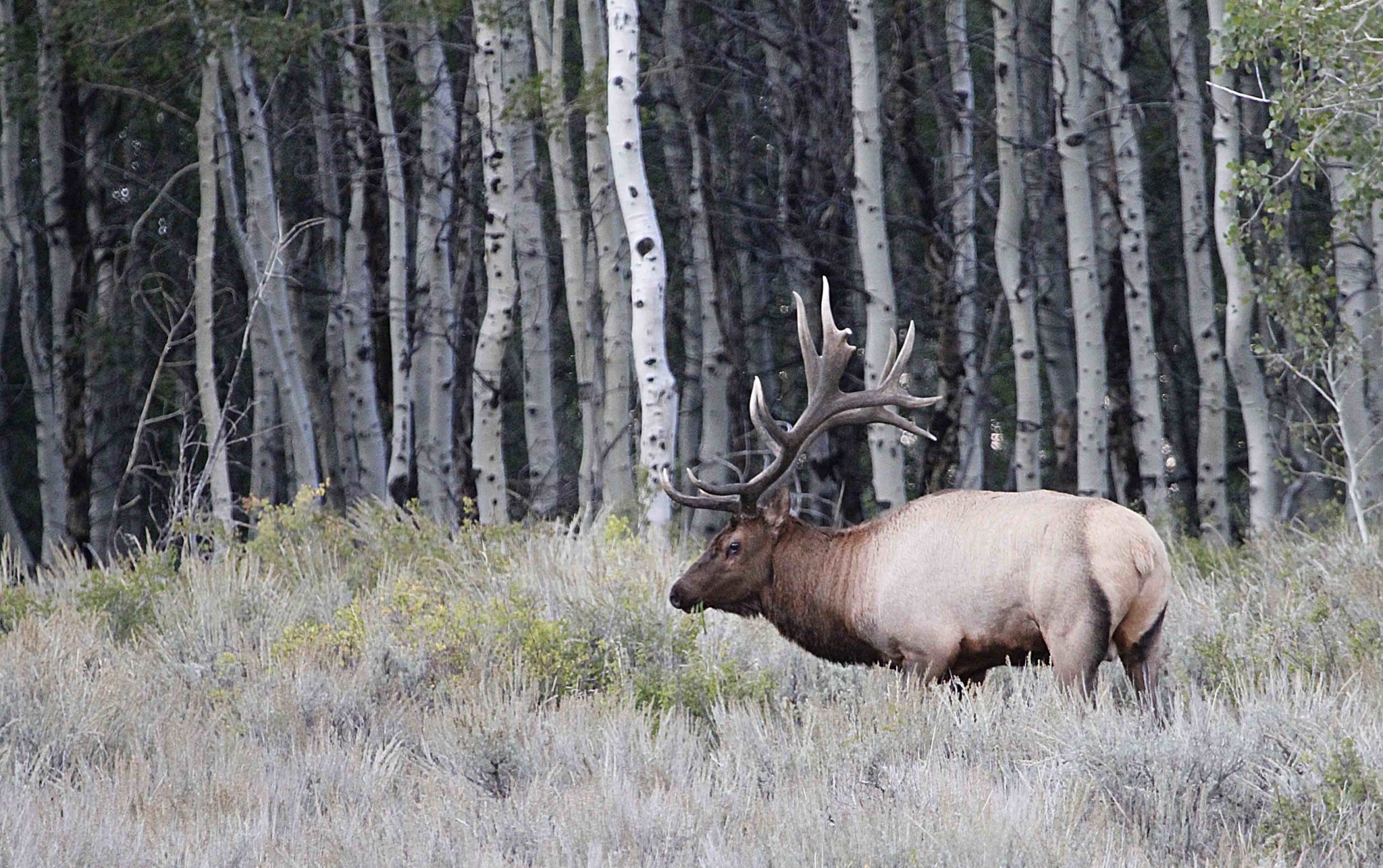 DWR proposed new 10-year Utah Elk Management Plan - TownLift, Park City ...