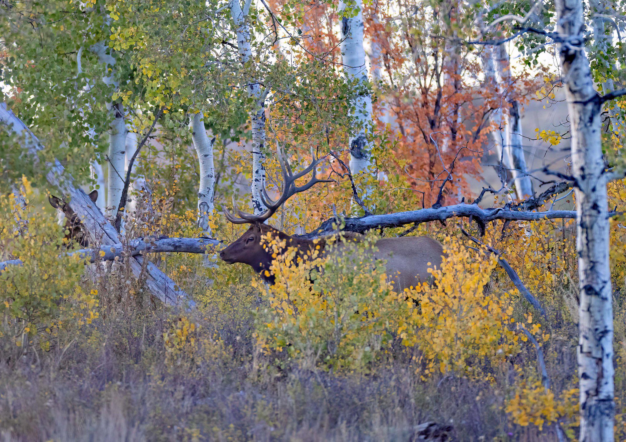 A bull elk moving through the trees with a cow elk in the background