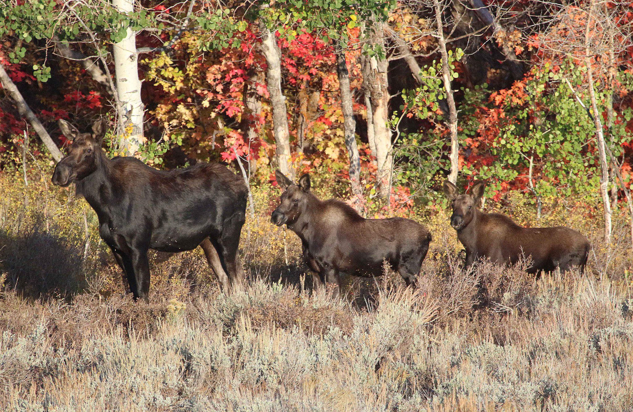 A cow moose and her calves