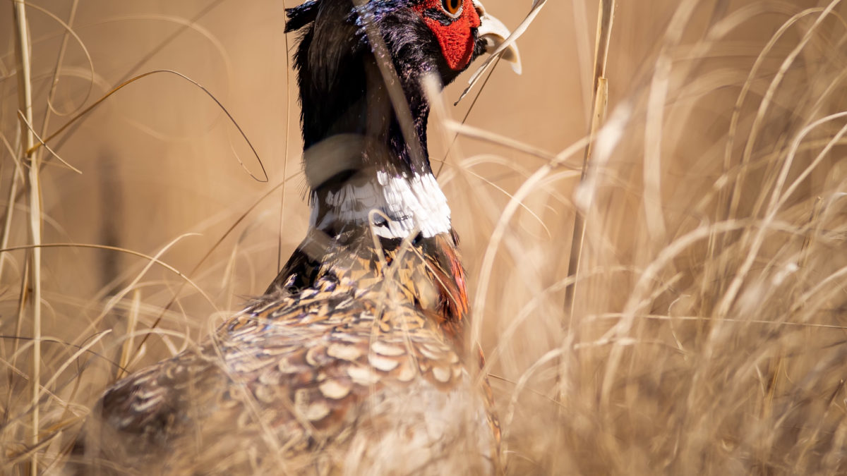 A pheasant rooster in a field