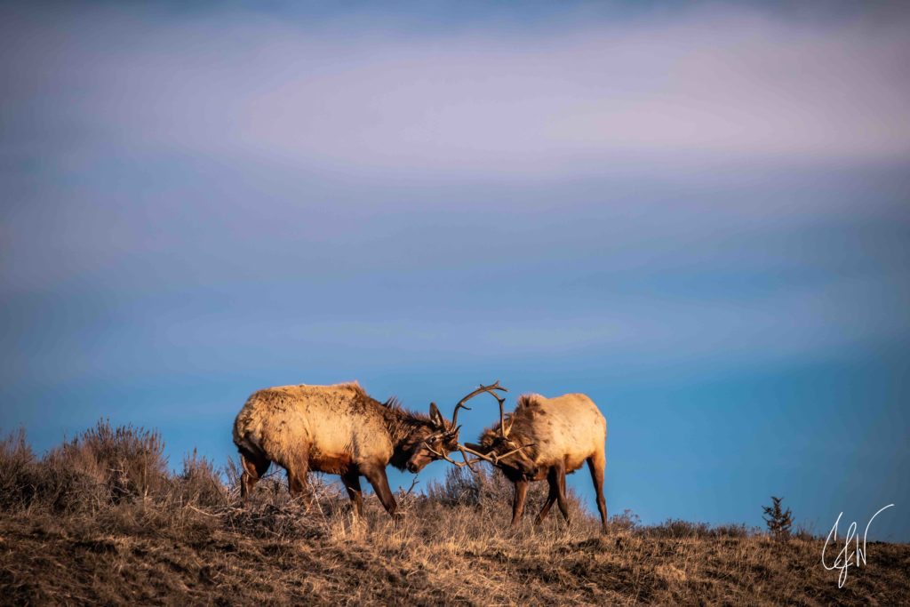 Two elk lock horns near Swaner Preserve & Ecocenter