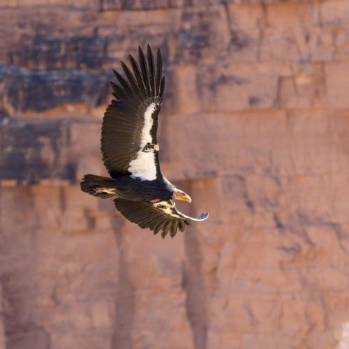 Endangered California Condors need help from hunters in southern Utah