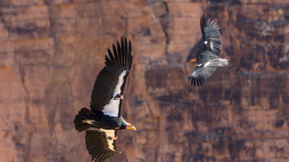 Two California Condors flying.