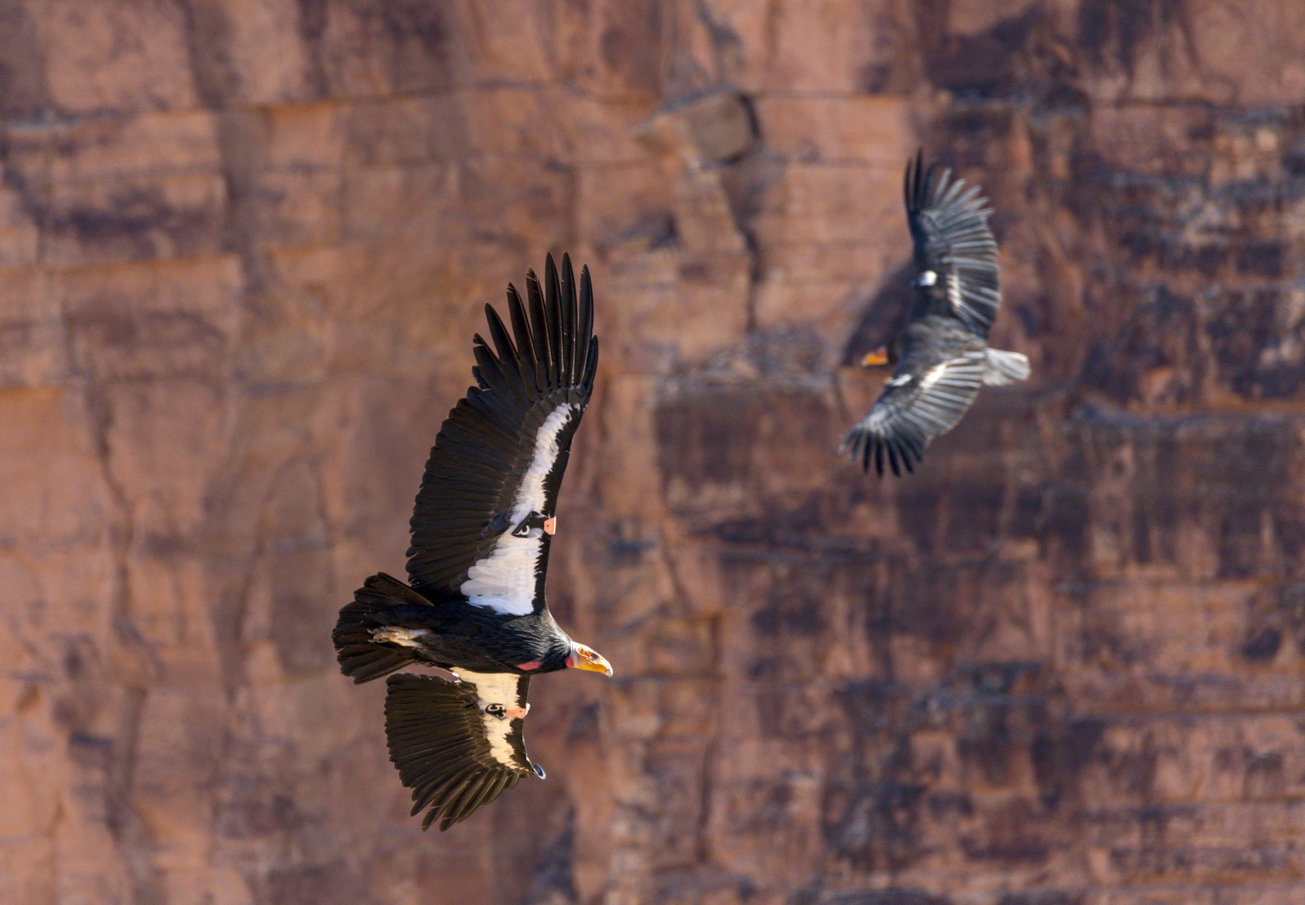 Two California Condors flying.