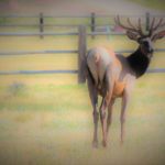 Elk looking back