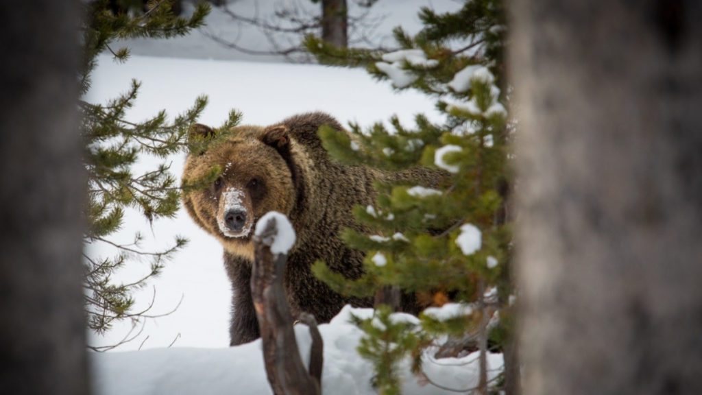 College wrestler saves teammate from grizzly bear attack in Wyoming