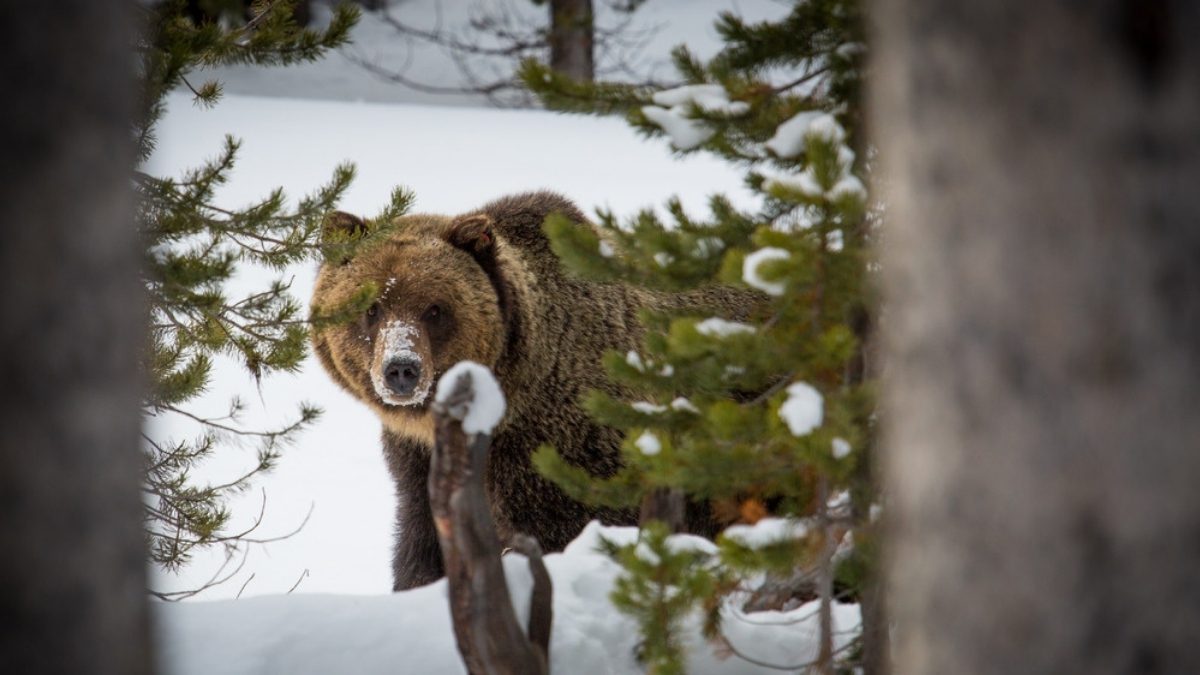 College Wrestler Saves Teammate From Grizzly Bear Attack In Wyoming Townlift Park City News