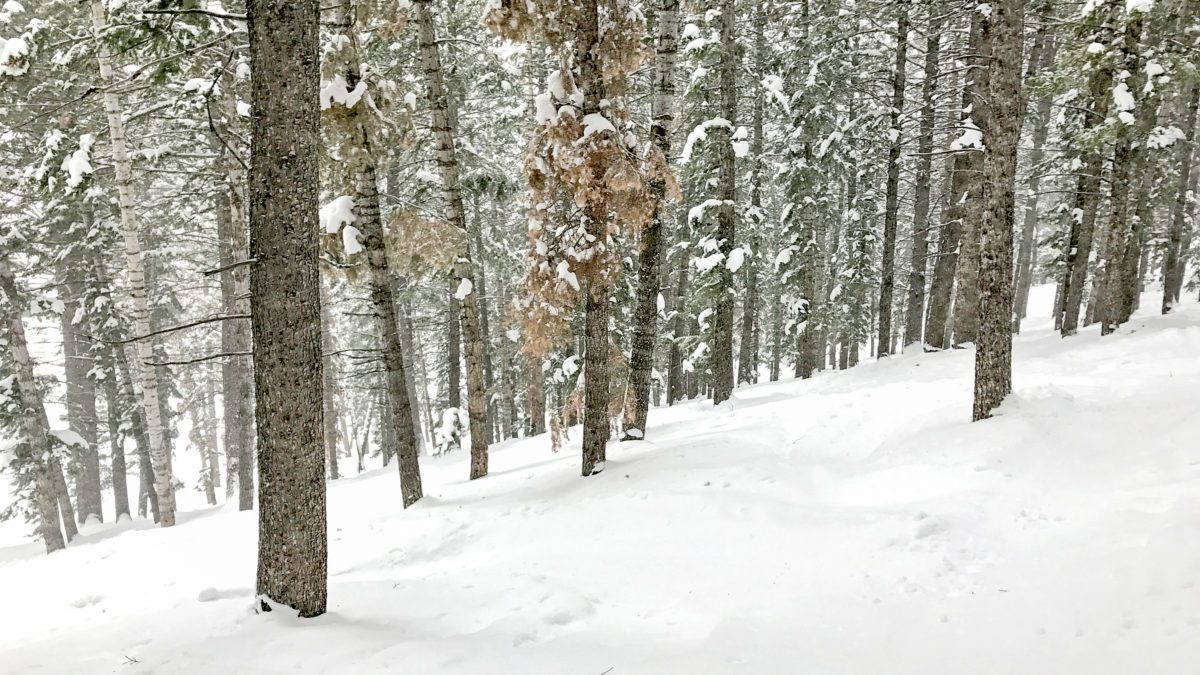 A snow filled tree run at Deer Valley Resort