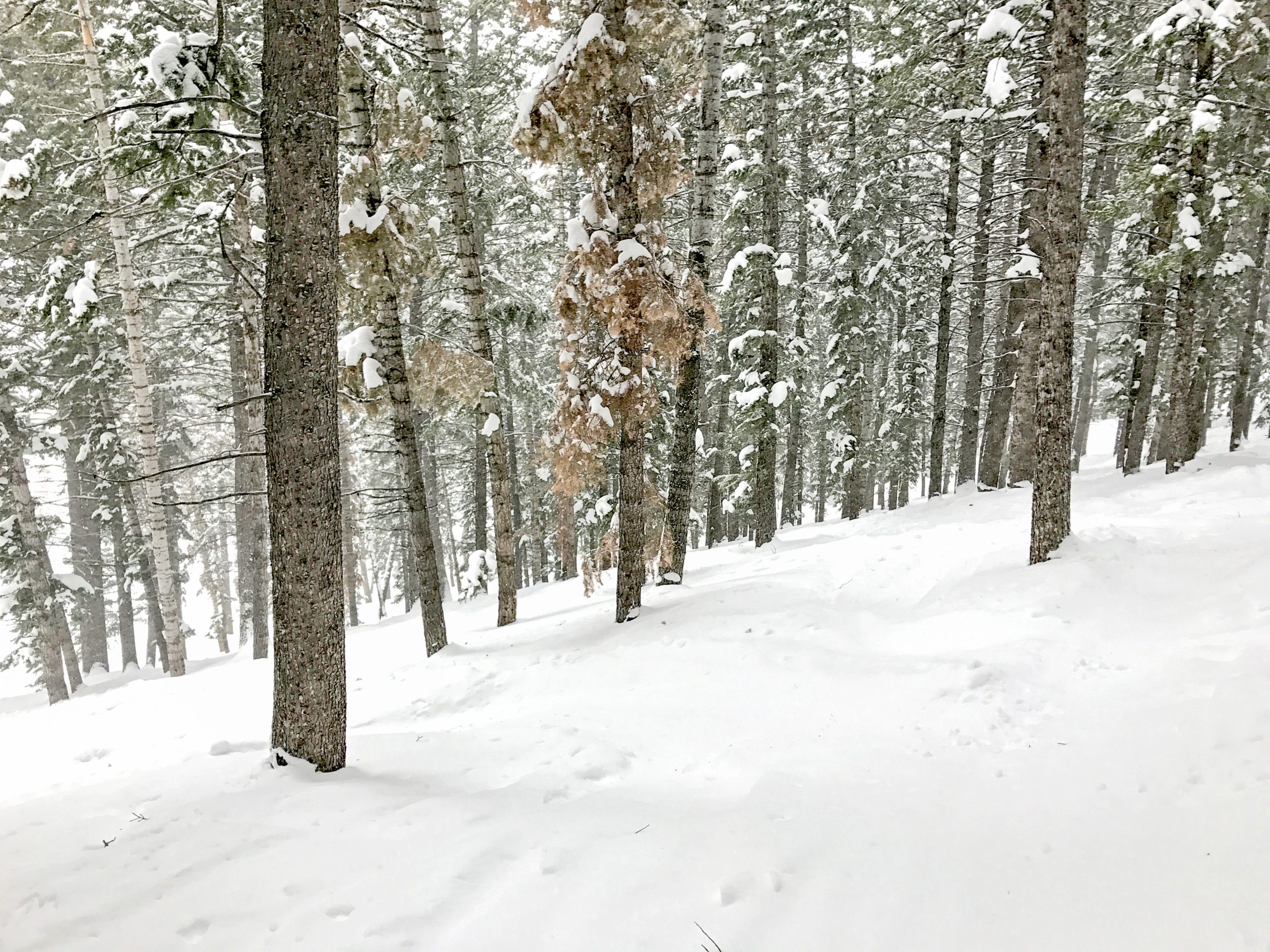 A snow filled tree run at Deer Valley Resort