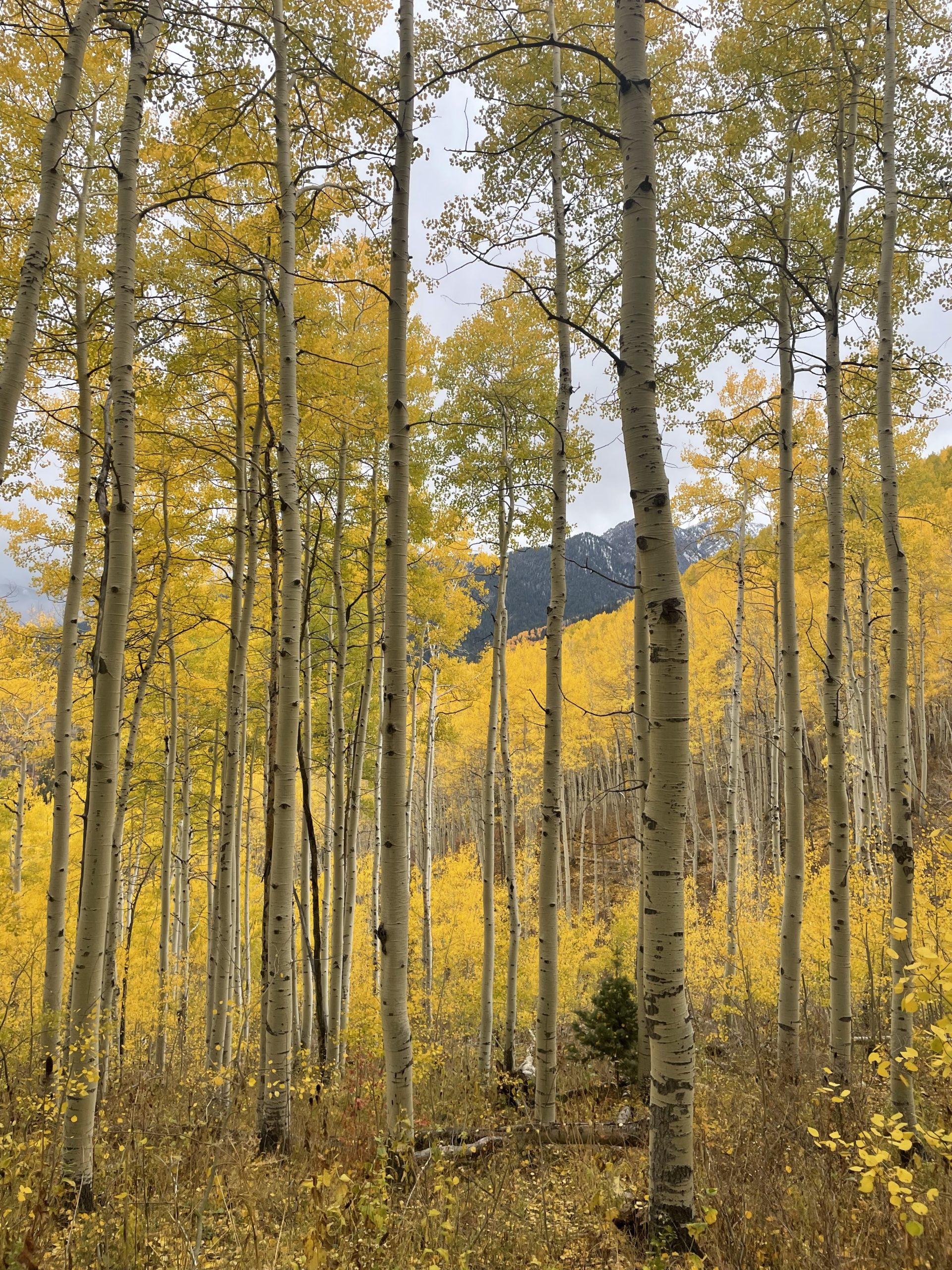 Wasatch Wilderness: Quaking Aspen (Populus tremuloides) - TownLift ...