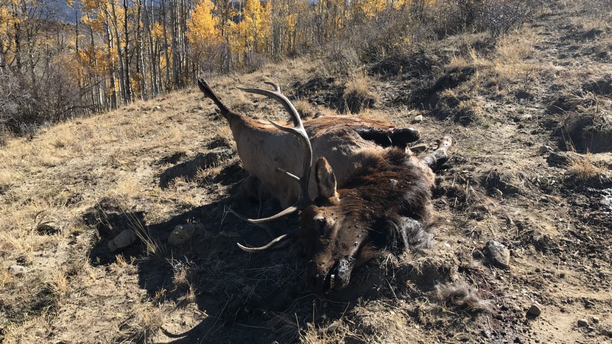 Poached elk carcass left to decay