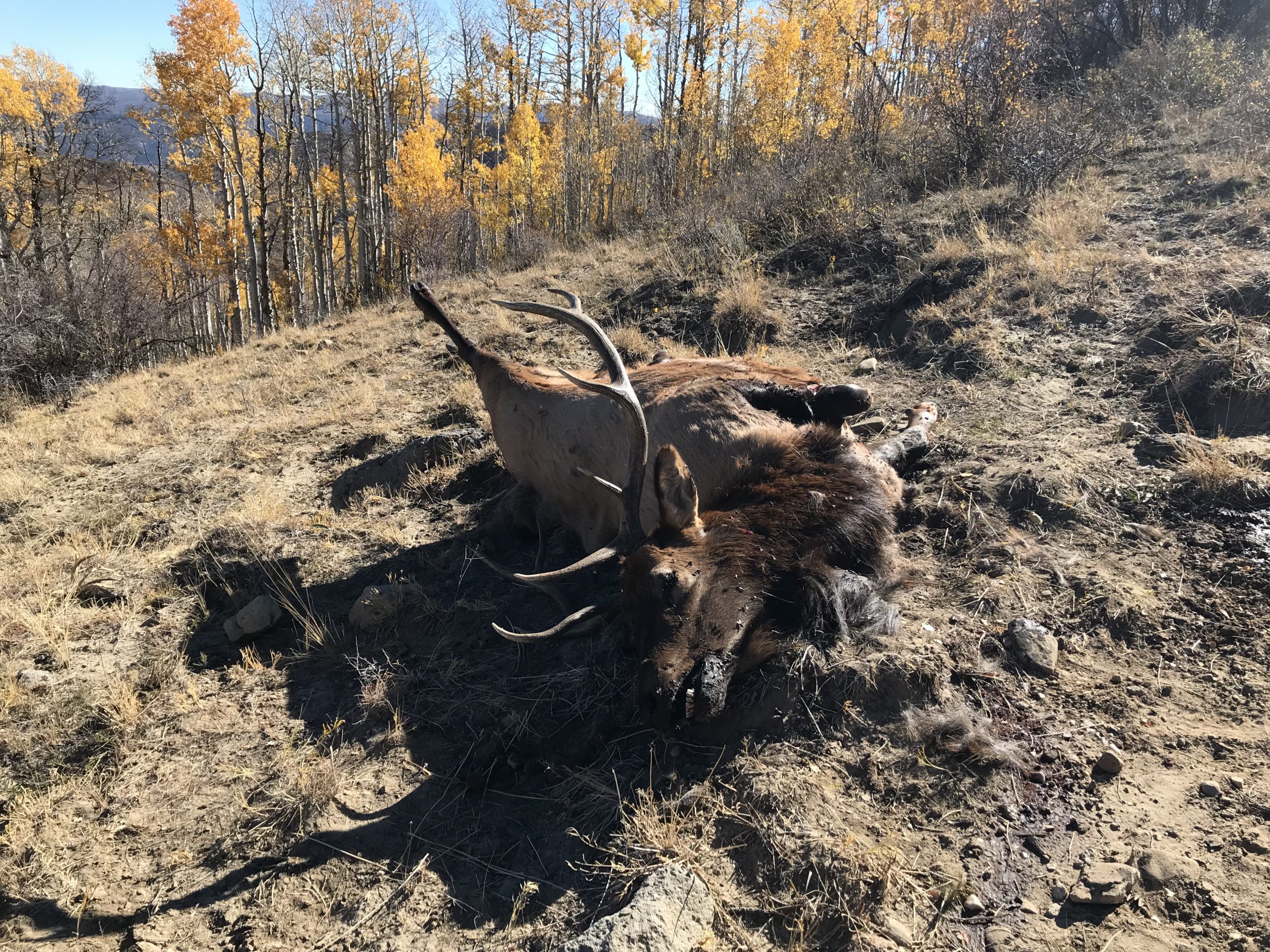 Poached elk carcass left to decay