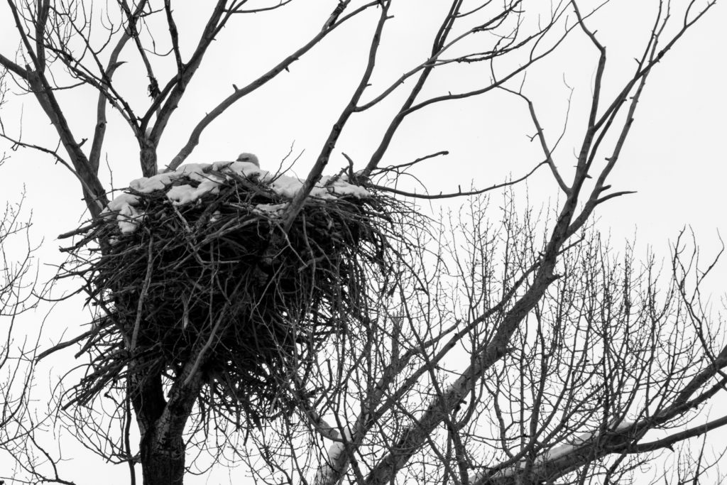 An occupied bald eagle nest