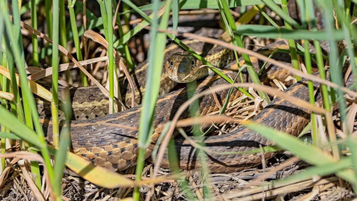 A western terrestrial garter snake