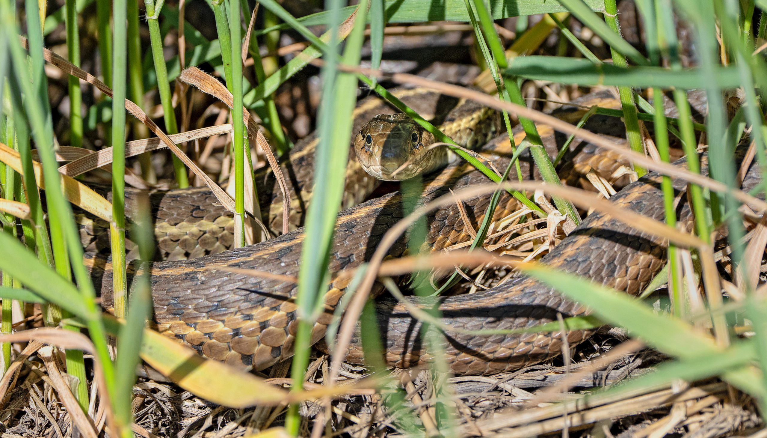 A western terrestrial garter snake.