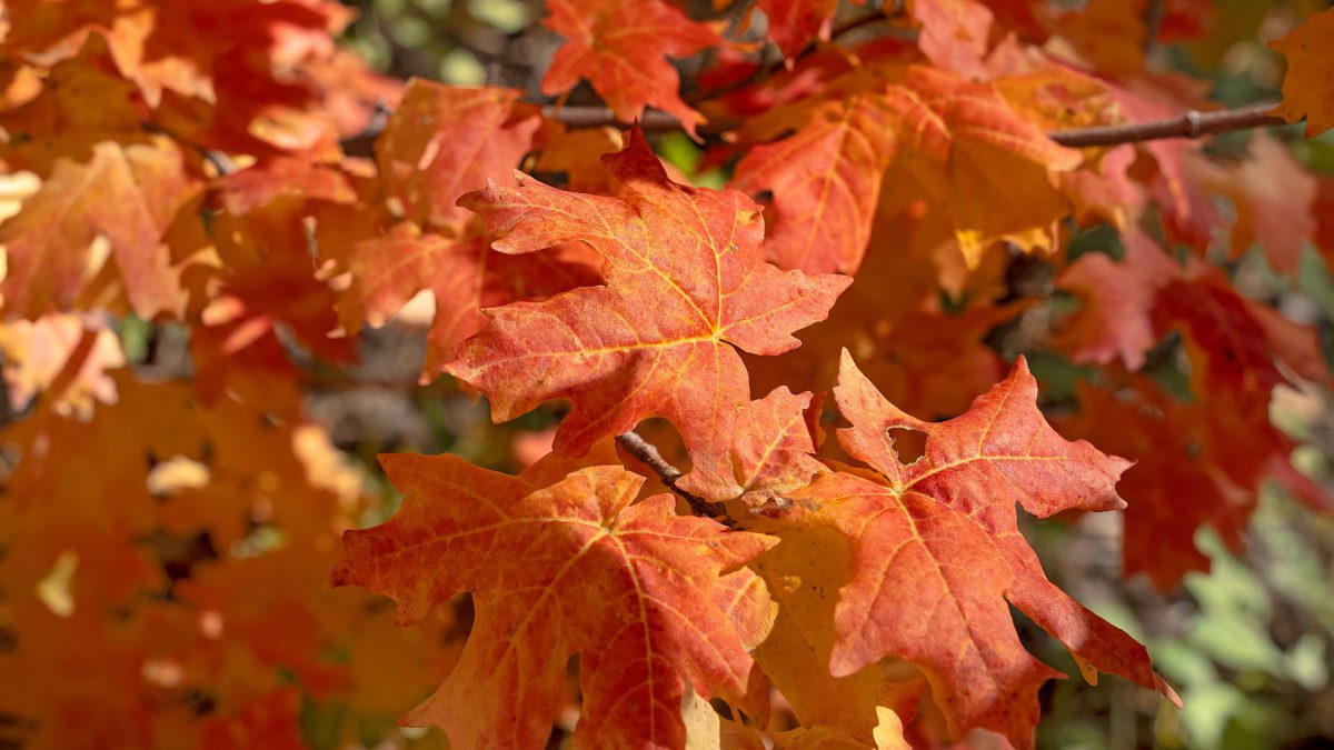 Fall-colored leaves.